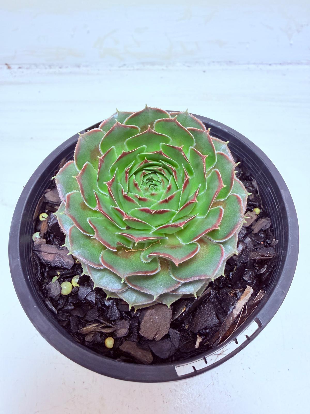 Buy Sempervivum Weighoton Red | Easy Care Succulent