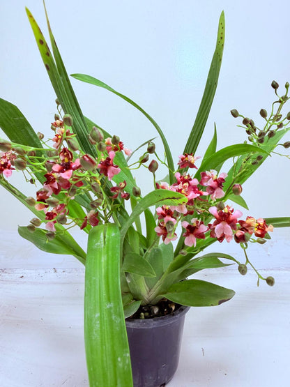 Oncidium Gold Dust WOC Glowing Red | Orchid Plant