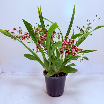 Oncidium Gold Dust WOC Glowing Red | Orchid Plant