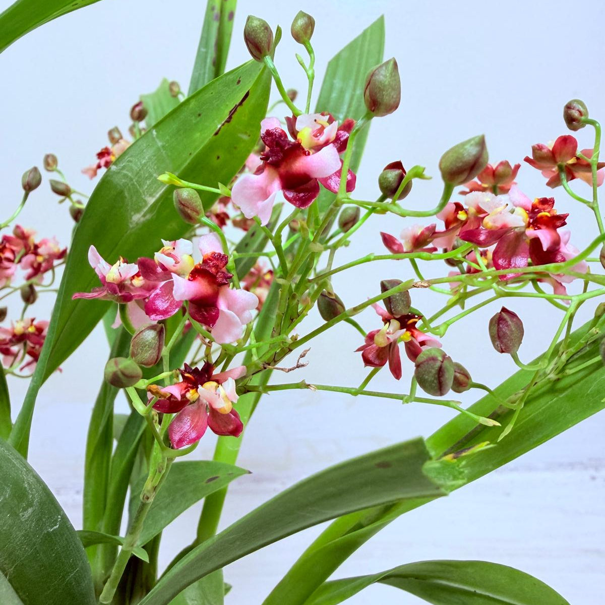 Oncidium Gold Dust WOC Glowing Red | Orchid Plant