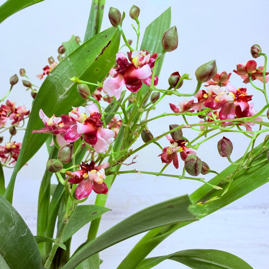 Oncidium Gold Dust WOC Glowing Red | Orchid Plant