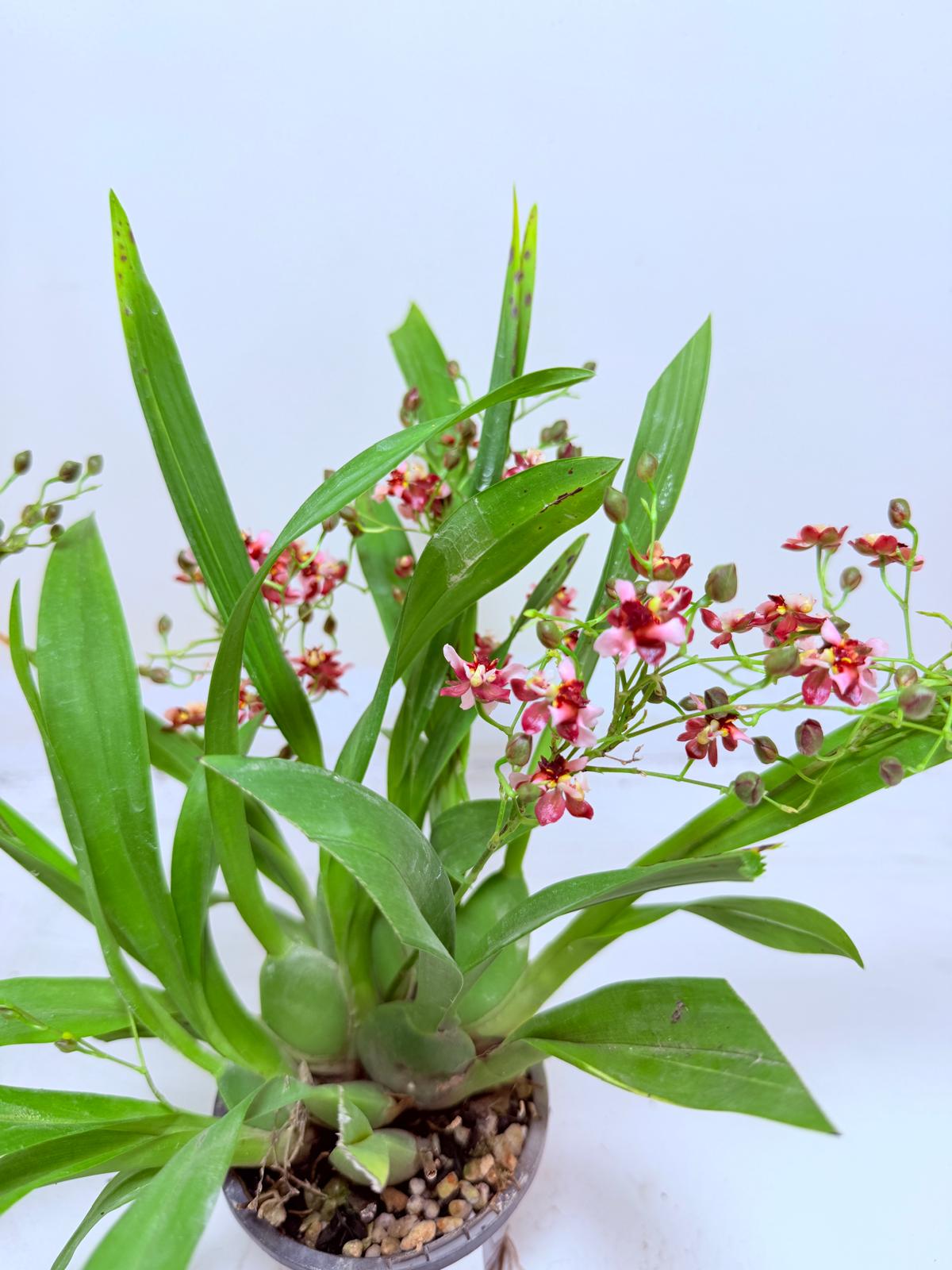 Oncidium Gold Dust WOC Glowing Red | Orchid Plant