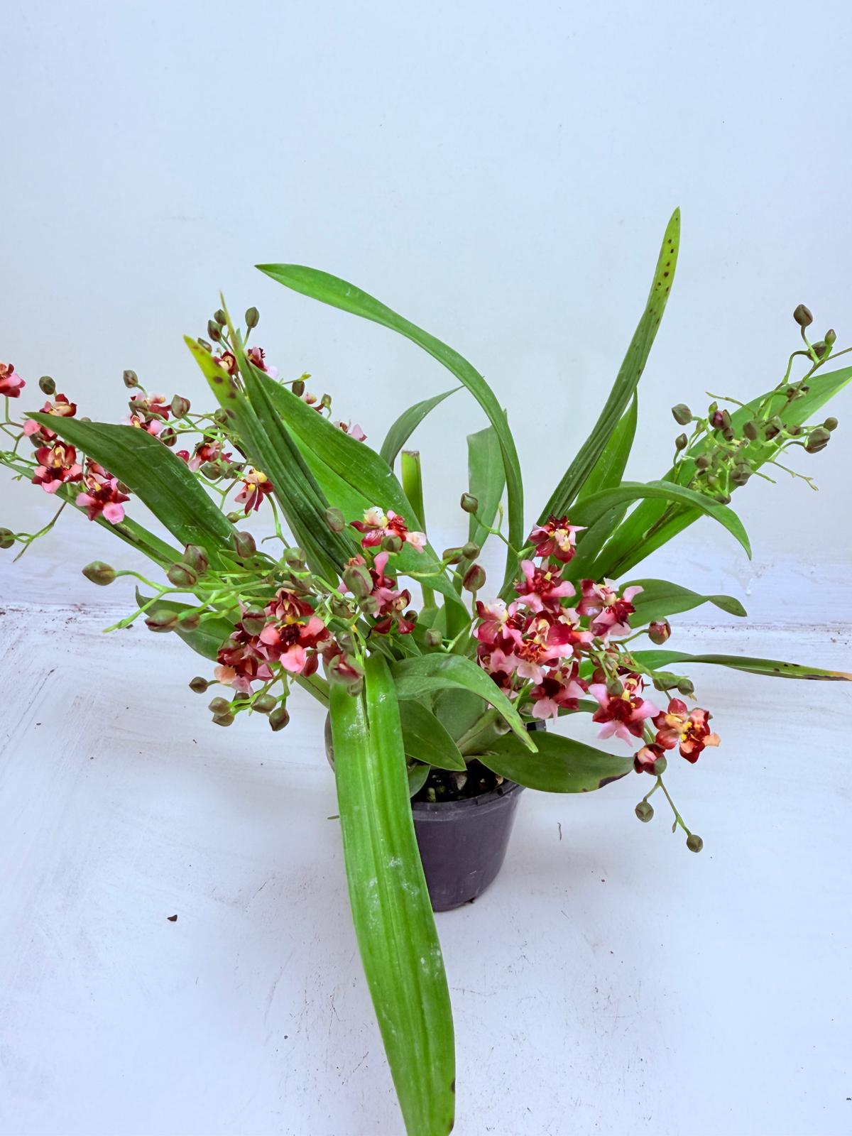 Oncidium Gold Dust WOC Glowing Red | Orchid Plant
