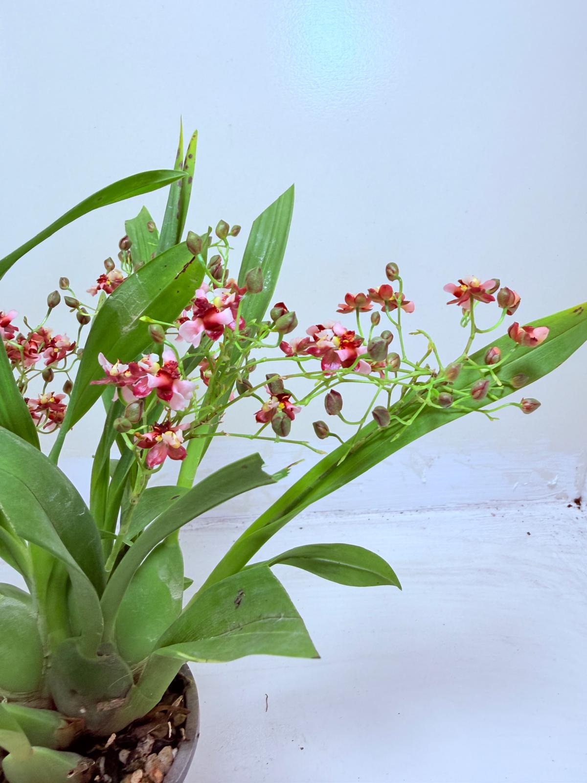 Oncidium Gold Dust WOC Glowing Red | Orchid Plant