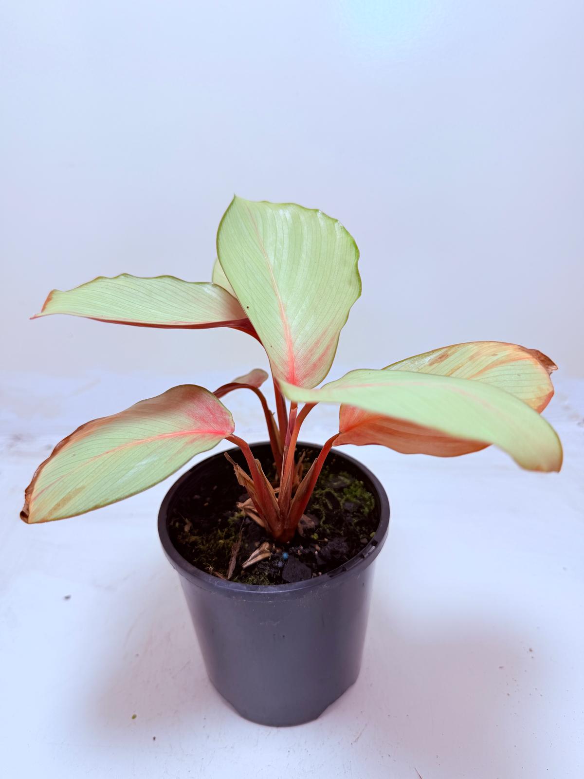 Calathea Flamestar | Statement Indoor Plant