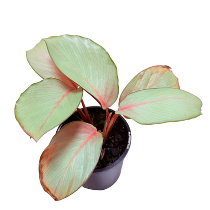 Calathea Flamestar | Statement Indoor Plant