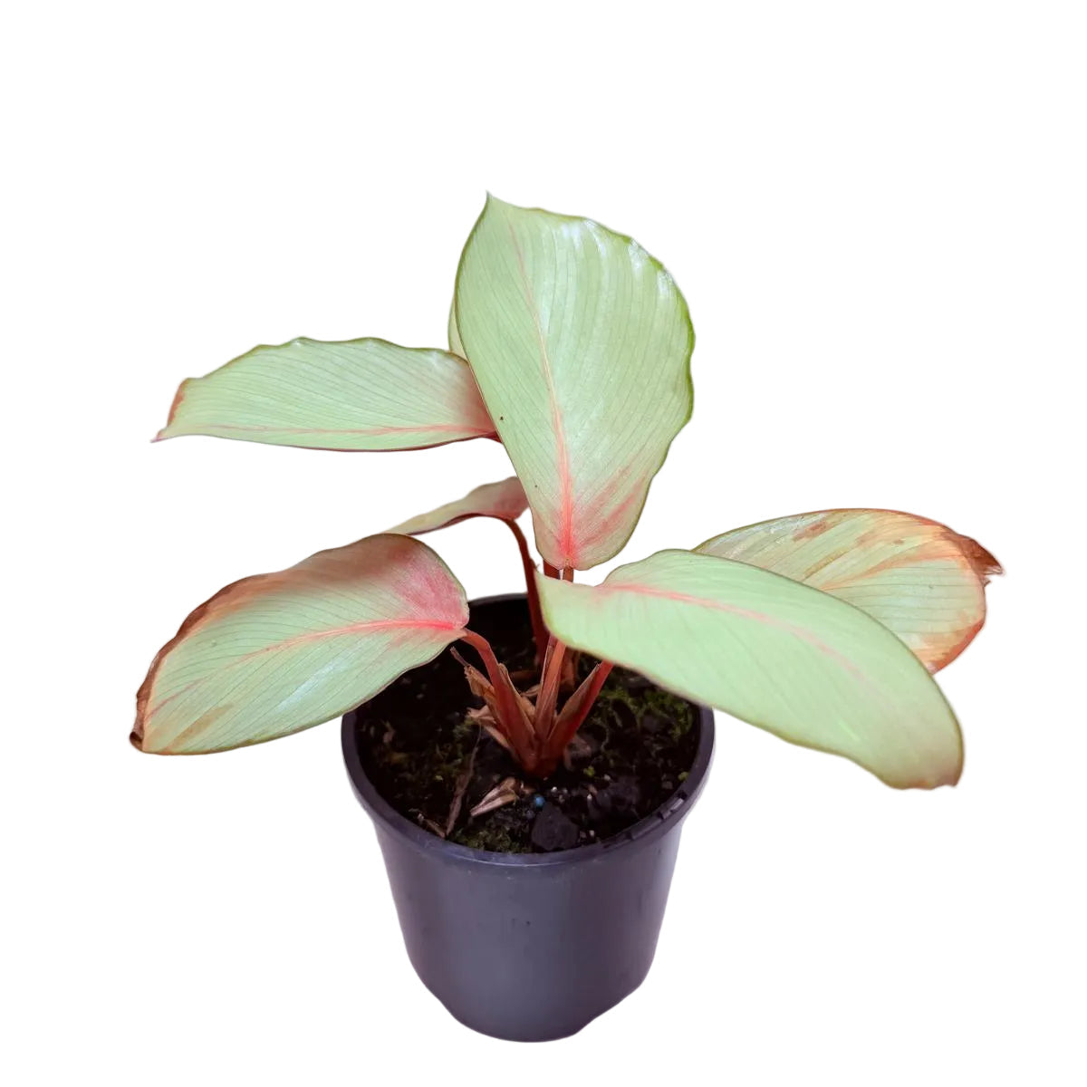 Calathea Flamestar | Statement Indoor Plant