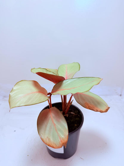 Calathea Flamestar | Statement Indoor Plant