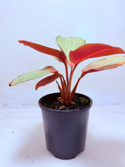 Calathea Flamestar | Statement Indoor Plant
