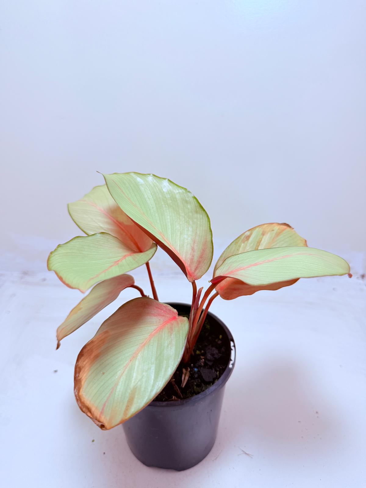 Calathea Flamestar | Statement Indoor Plant