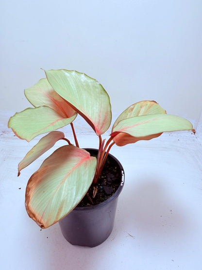 Calathea Flamestar | Statement Indoor Plant