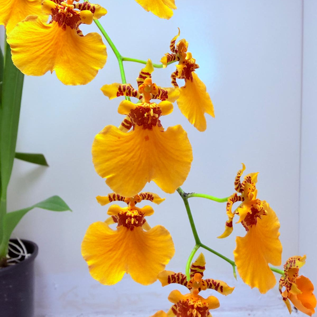 Oncidesa Gower Ramsay Orange Delight | Orchid