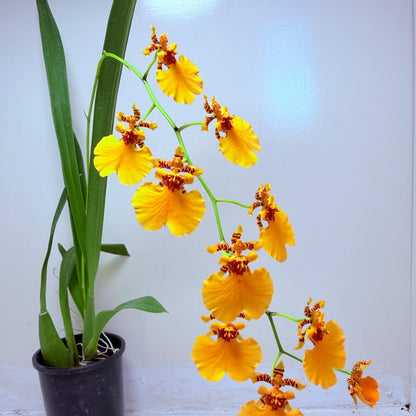 Oncidesa Gower Ramsay Orange Delight | Orchid