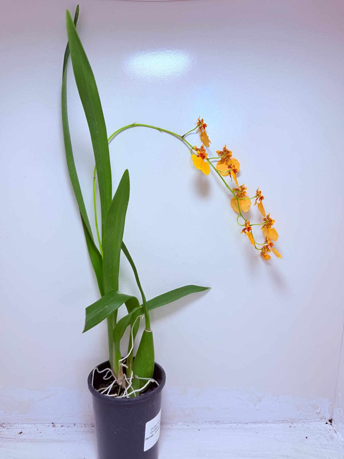 Oncidesa Gower Ramsay Orange Delight | Orchid
