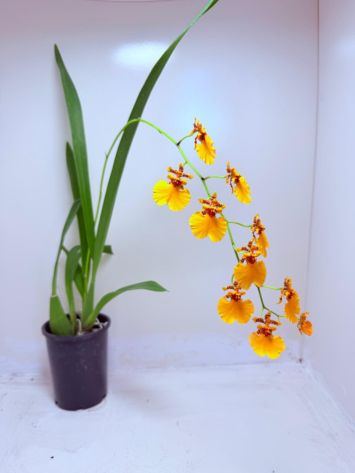Oncidesa Gower Ramsay Orange Delight | Orchid