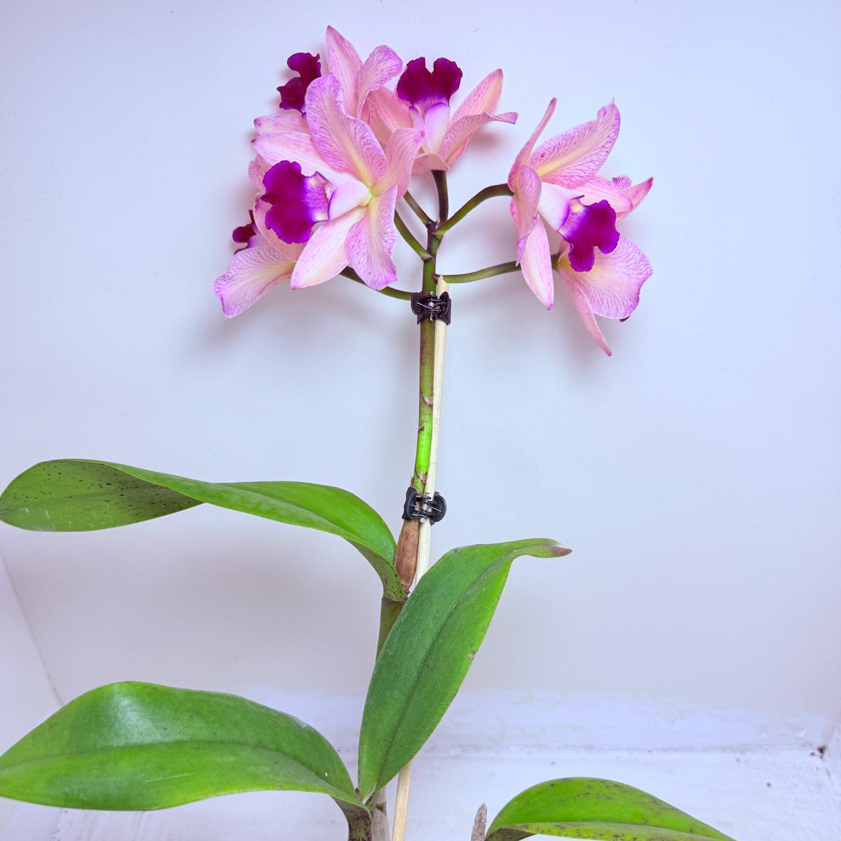 Cattleya Topaz Ovation | Rare Orchid Plant