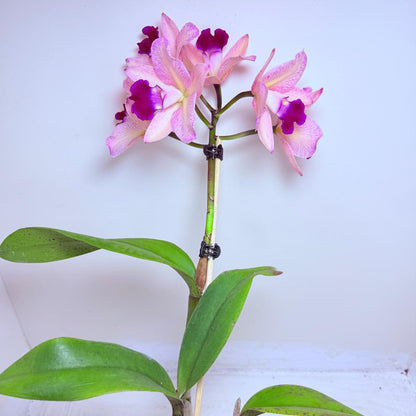 Cattleya Topaz Ovation | Rare Orchid Plant