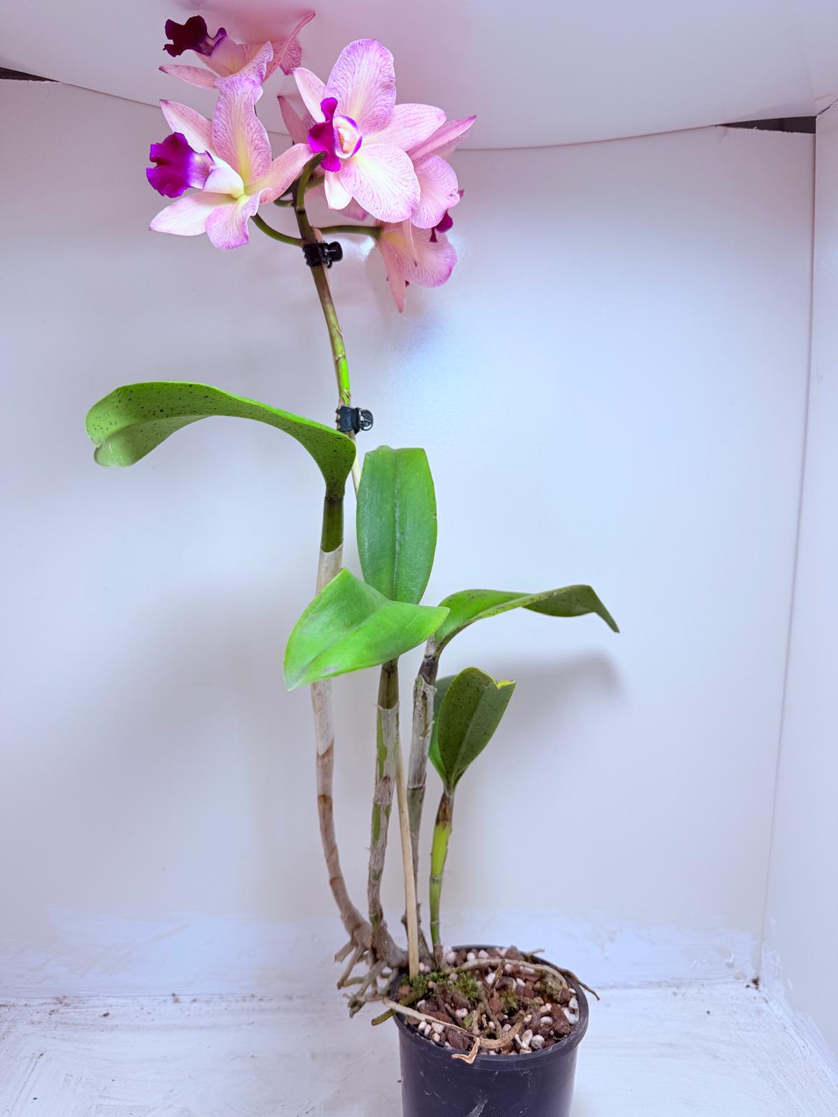 Cattleya Topaz Ovation | Rare Orchid Plant
