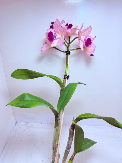 Cattleya Topaz Ovation | Rare Orchid Plant