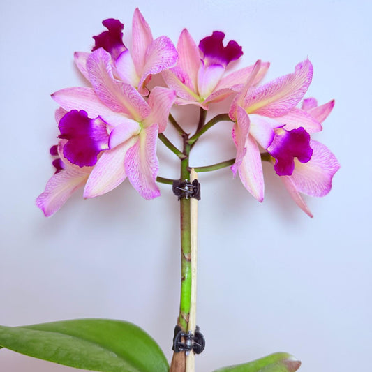 Cattleya Topaz Ovation | Rare Orchid Plant