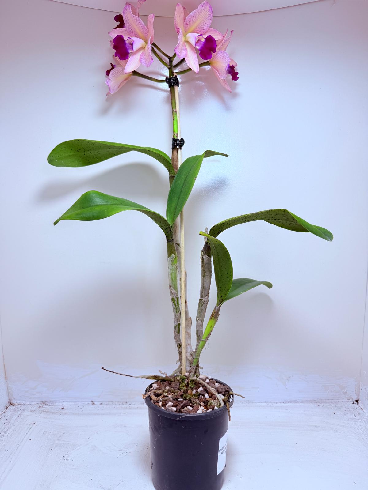 Cattleya Topaz Ovation | Rare Orchid Plant