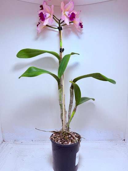 Cattleya Topaz Ovation | Rare Orchid Plant