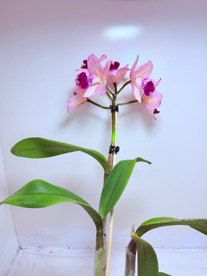 Cattleya Topaz Ovation | Rare Orchid Plant