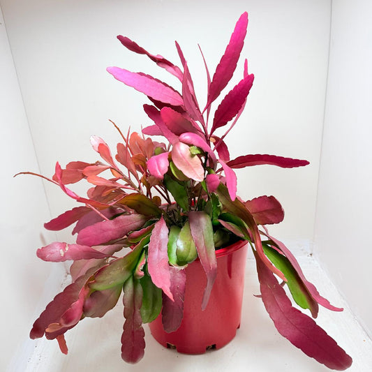 Advanced Rhipsalis Ramulosa Red Coral