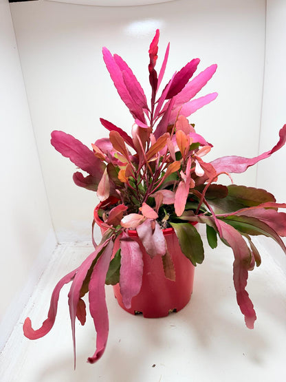 Advanced Rhipsalis Ramulosa Red Coral