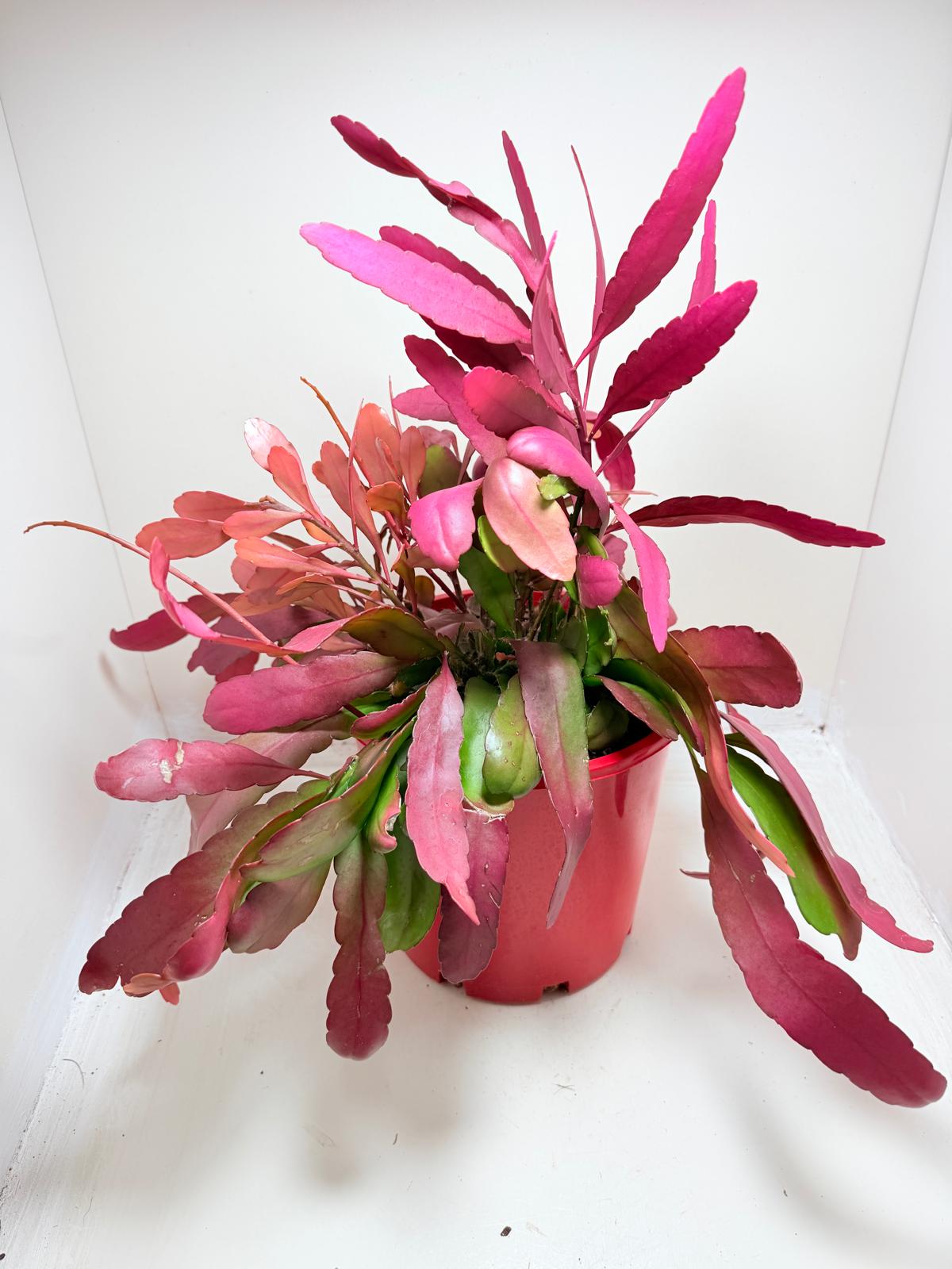 Advanced Rhipsalis Ramulosa Red Coral