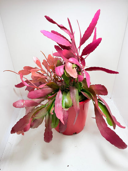 Advanced Rhipsalis Ramulosa Red Coral