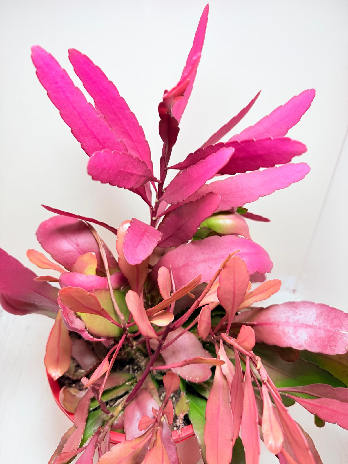 Advanced Rhipsalis Ramulosa Red Coral