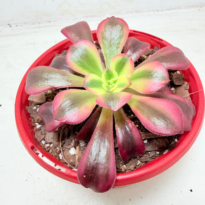 Aeonium Medusa | Rare & Exotic Succulent