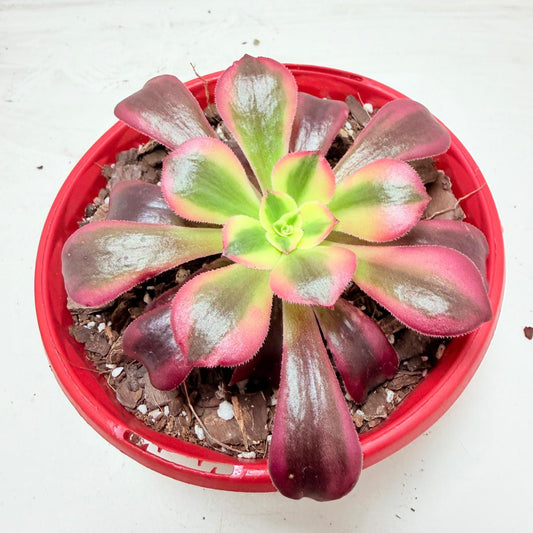 Aeonium Medusa | Rare & Exotic Succulent