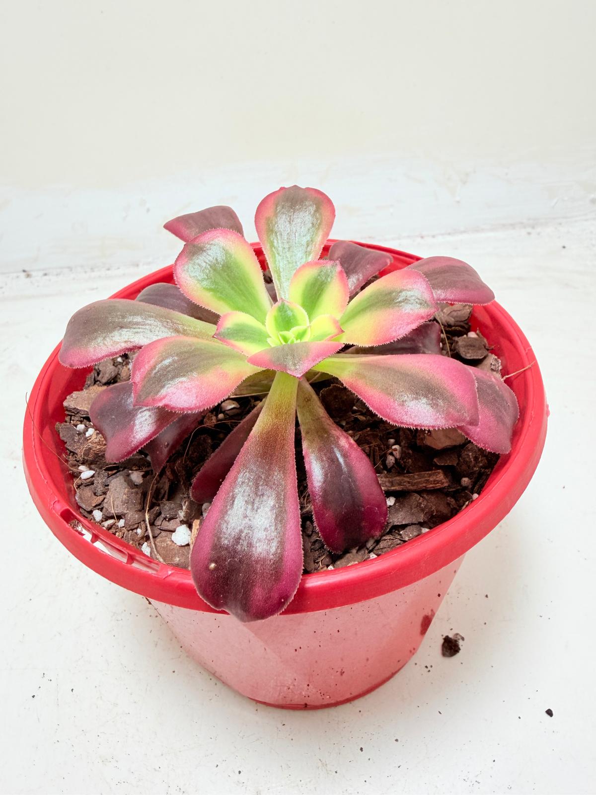 Aeonium Medusa | Rare & Exotic Succulent
