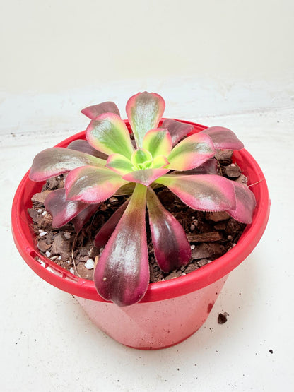 Aeonium Medusa | Rare & Exotic Succulent