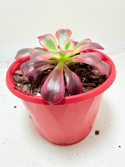 Aeonium Medusa | Rare & Exotic Succulent