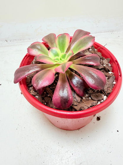 Aeonium Medusa | Rare & Exotic Succulent