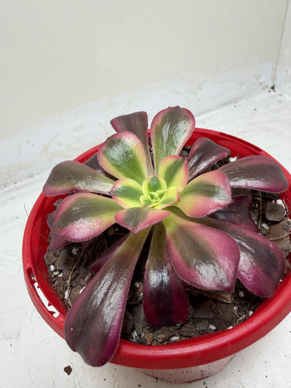 Aeonium Medusa | Rare & Exotic Succulent