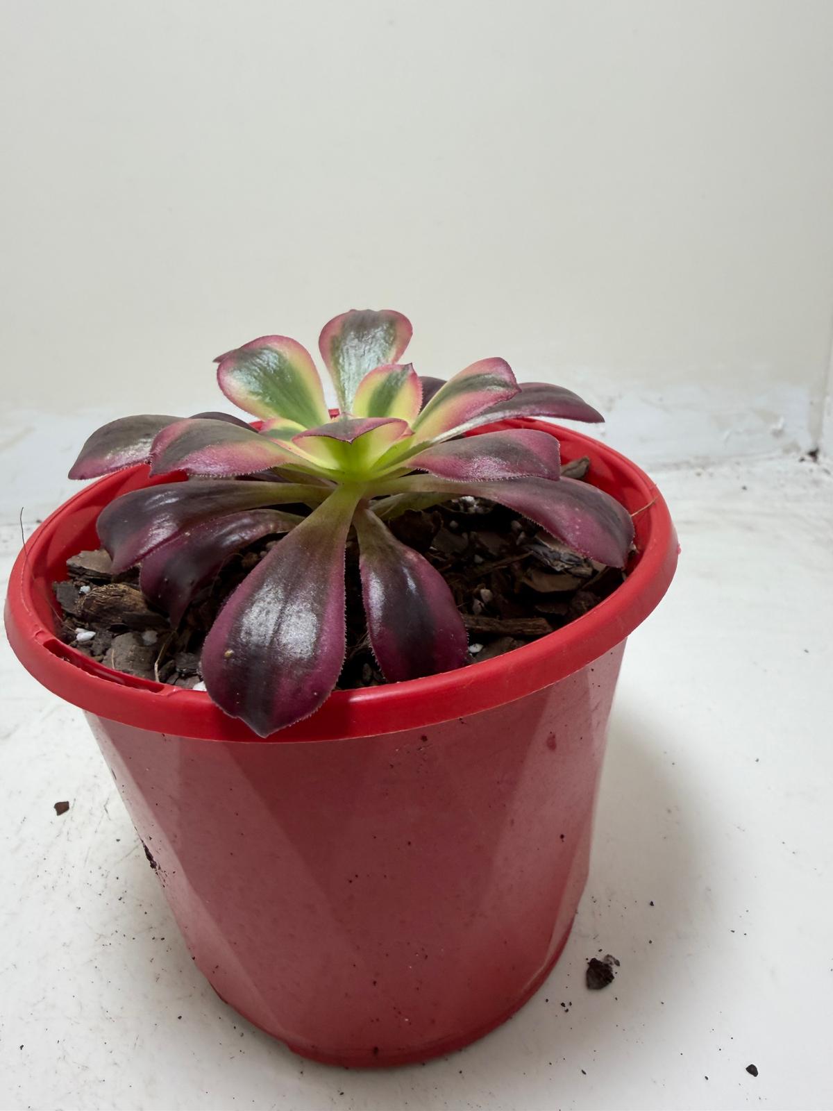 Aeonium Medusa | Rare & Exotic Succulent