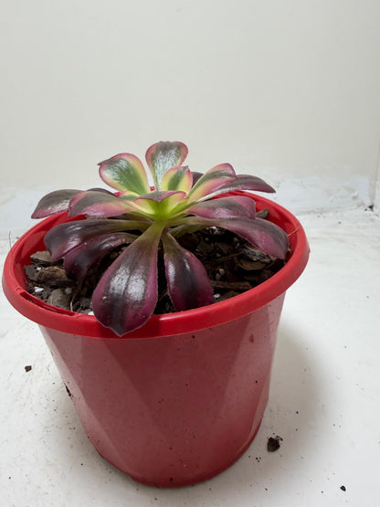 Aeonium Medusa | Rare & Exotic Succulent