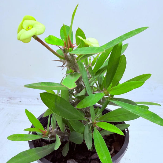 Euphorbia Little Millie Yellow | Easy Care Succulent