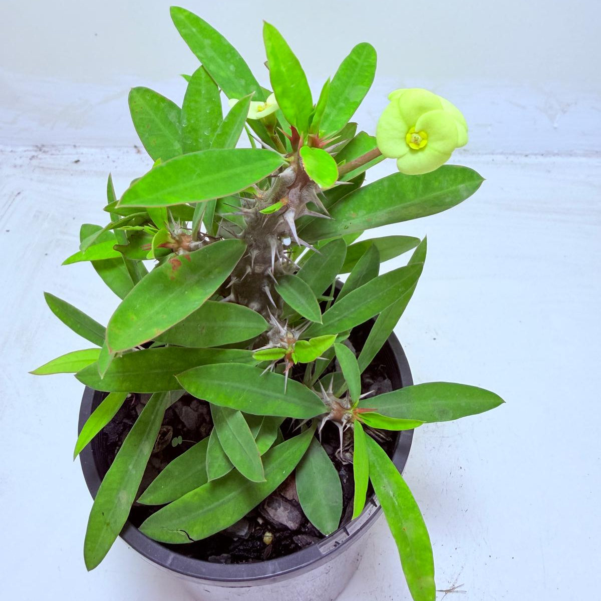 Euphorbia Little Millie Yellow | Easy Care Succulent