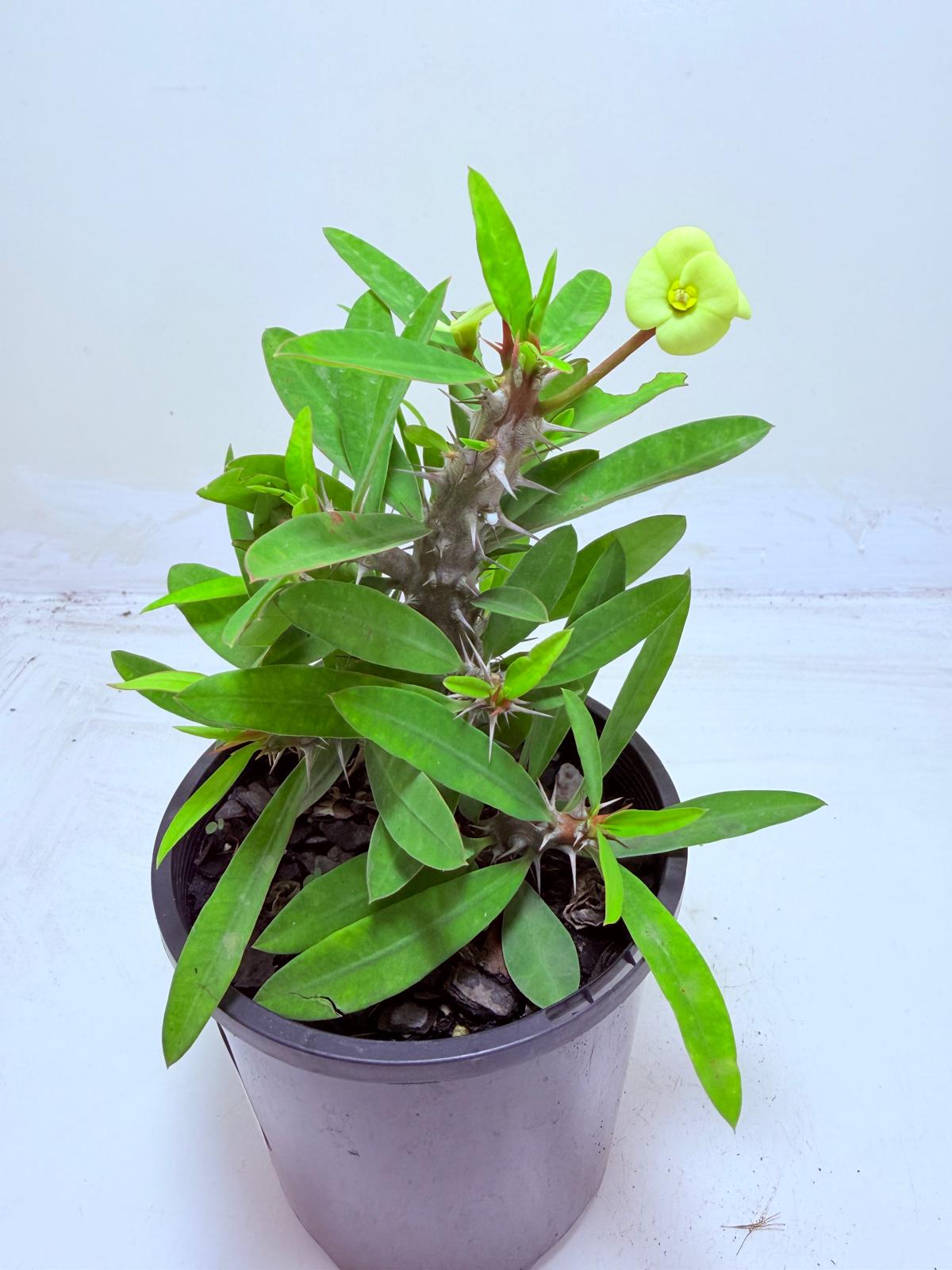 Euphorbia Little Millie Yellow | Easy Care Succulent