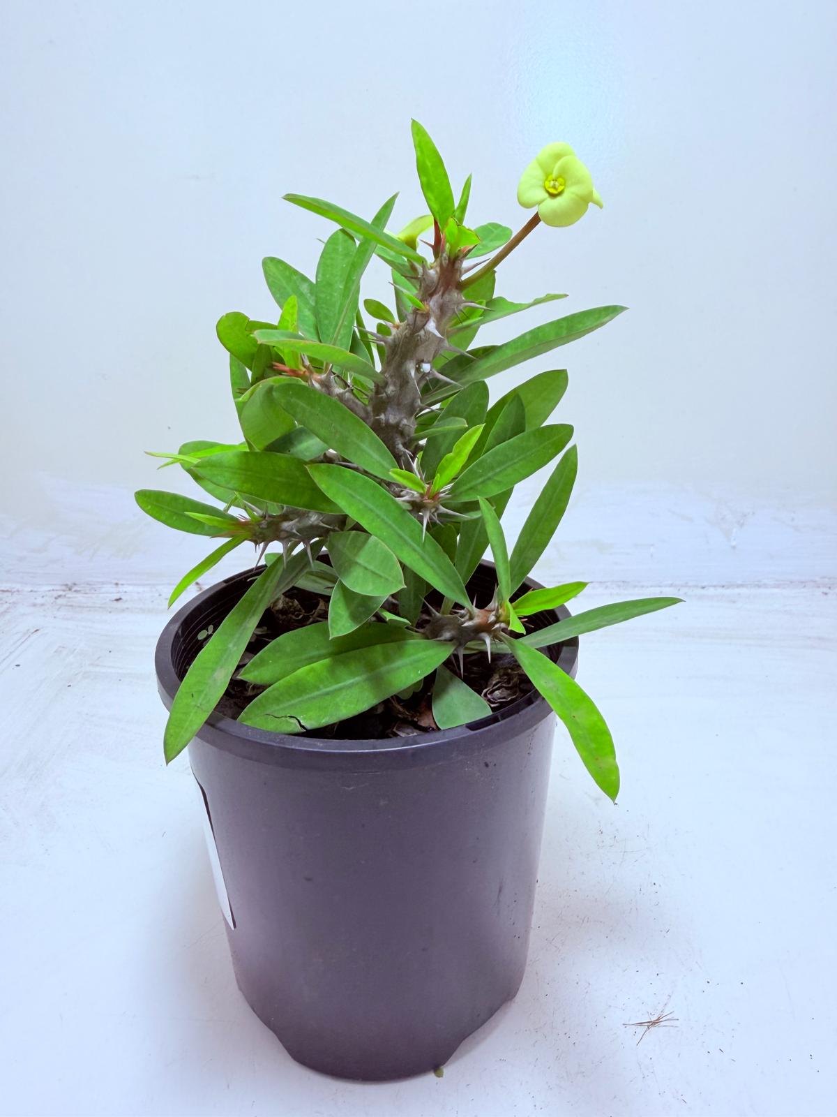 Euphorbia Little Millie Yellow | Easy Care Succulent