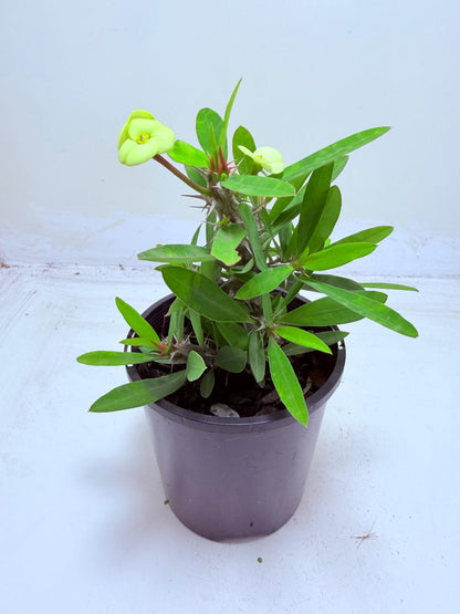 Euphorbia Little Millie Yellow | Easy Care Succulent