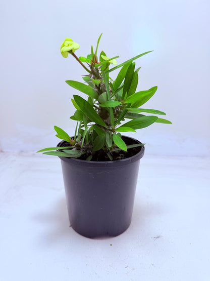 Euphorbia Little Millie Yellow | Easy Care Succulent