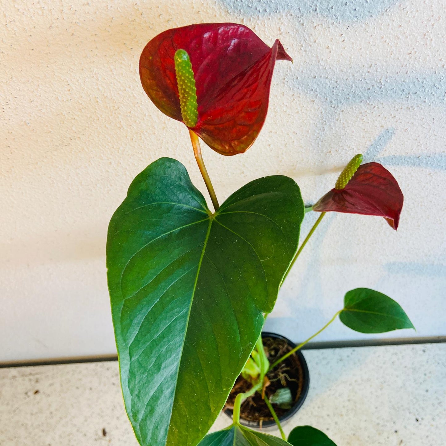 Redbull Anthurium