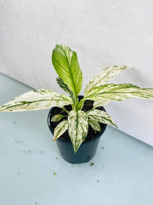 Spathiphyllum Sensation Variegated