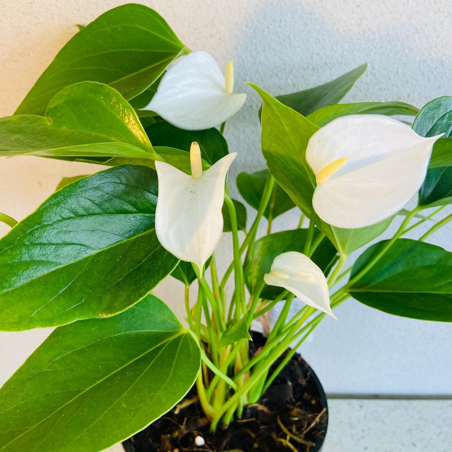 Anthurium White